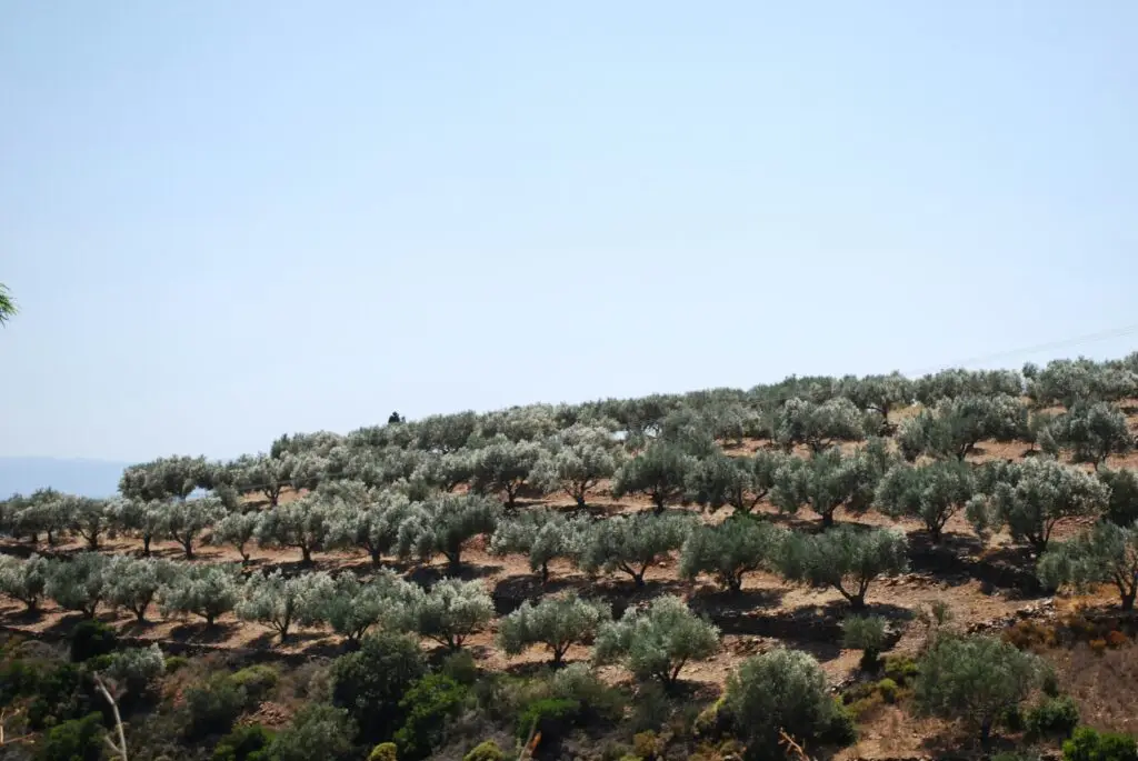 Kostas Morfiris V8NbNY5OSbY Unsplash 1 1024x685